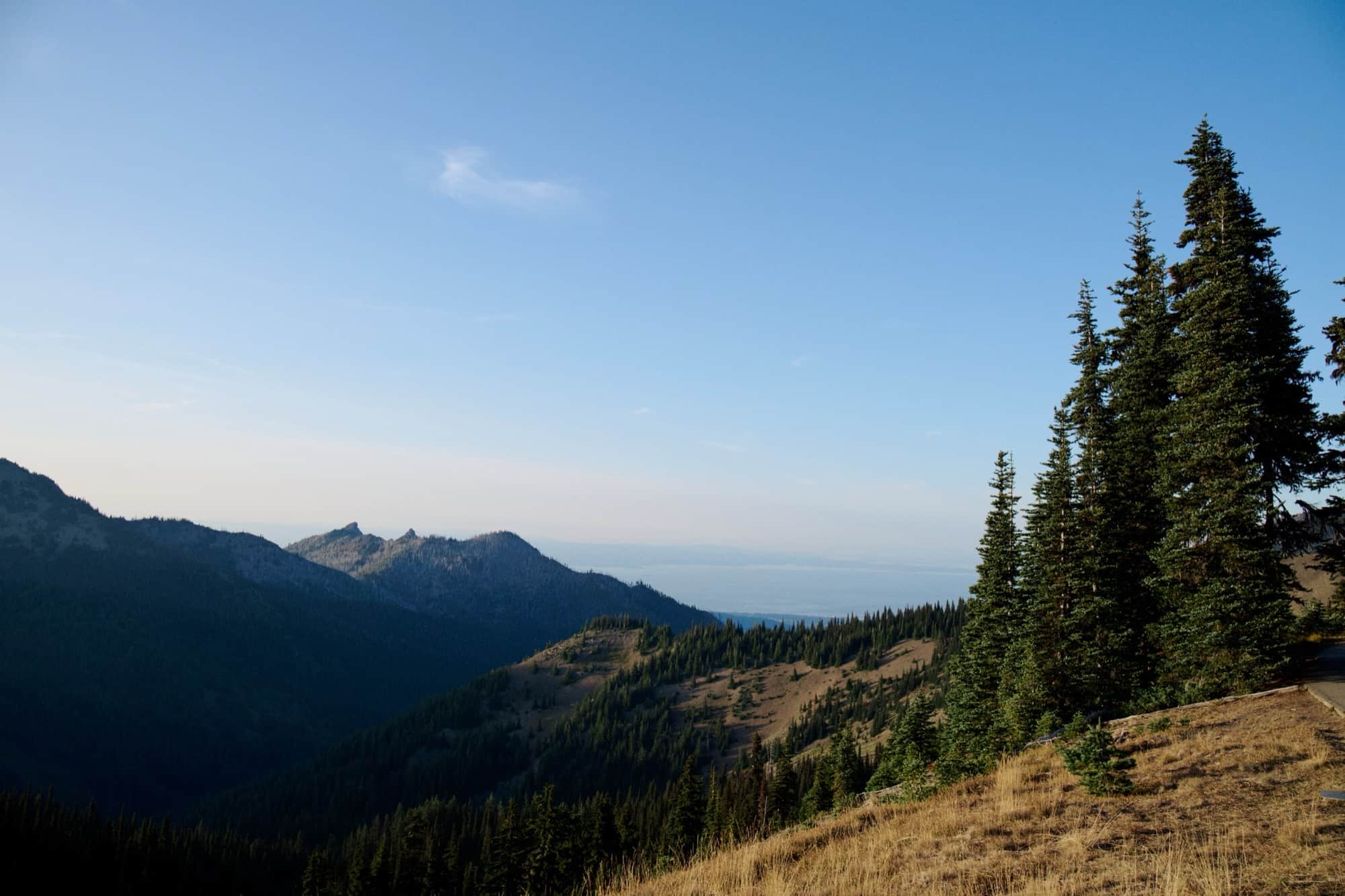 Evergreen trees on a grassy ridge overlooking water